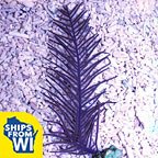 Purple Whip Gorgonian