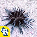 Pencil Urchin 