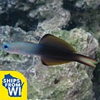 Scissortail Dartfish