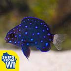 Jewel Damselfish 