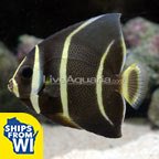 Gray (Black) Angelfish 