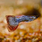 Dumbo Ear Cobra Guppy Group, Male