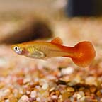 Red Flamingo Guppy Group, Female