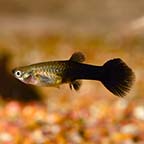 Black Guppy Group, Female