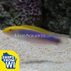 Lightning Wrasse