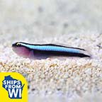  Captive-Bred Sharknose Goby