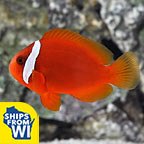 Proaquatix Captive-Bred Tomato Clownfish