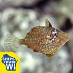  Captive-Bred Whitespotted Pygmy Filefish