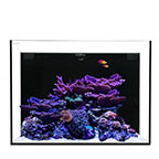 Waterbox ALL-IN-ONE 30.2 Aquarium System