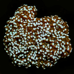 Grape Coral