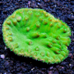 Australian Green Cup Coral, Turbinaria