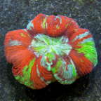 Wellso Folded Brain Coral, Rainbow
