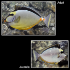 Naso Tang