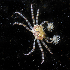 Pom Pom Crab