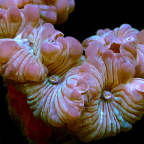 Fox Coral