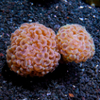 Hammer Coral, Branching