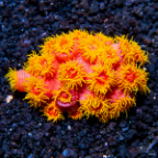 Tube Coral, Orange