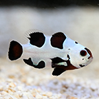 Black Storm Clownfish, Captive-Bred