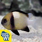 Cloudy Damselfish