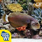 Dragon Wrasse