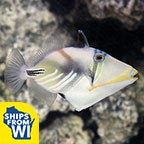 Humu Picasso Triggerfish