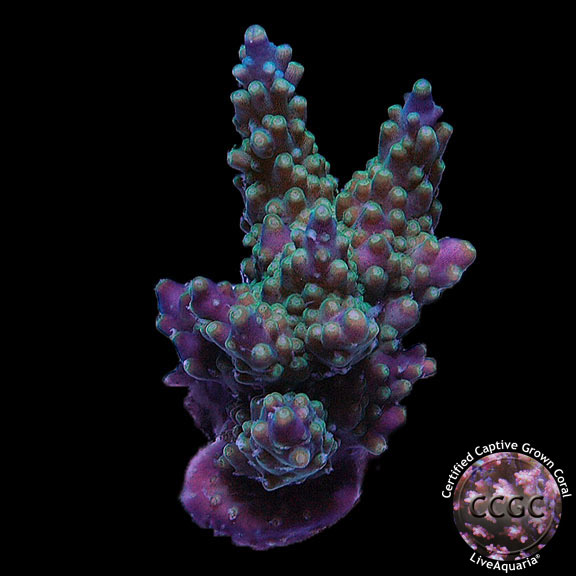 LiveAquaria® CCGC Aquacultured Northwoods Tricolor Acropora Coral