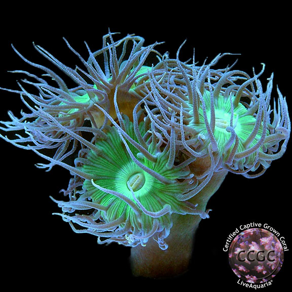 CCGC Aquacultured Giant Green Polyp Duncan Coral