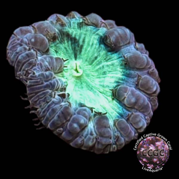 Australian Big Polyp Blastomussa Coral Aquacultured