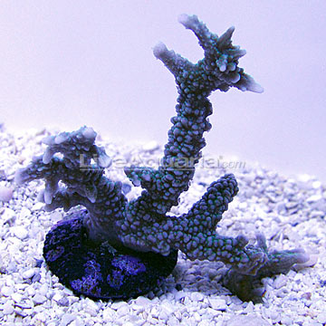 Elkhorn Montipora Coral, Green - Aquacultured, ORA
