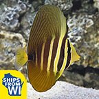 Sailfin Tang