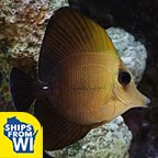 Scopas Tang