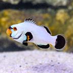 Platinum Ocellaris Clownfish, Captive-Bred
