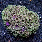 Green Branching Starburst Polyp