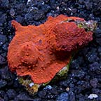 Red Mushroom