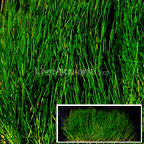 Dwarf Hairgrass