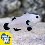 Captive-Bred Snow Storm Clownfish Captive-Bred Snow Storm Clownfish