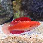 Red Fin Fairy Wrasse