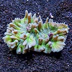 Spiny Cup Pectinia Coral 