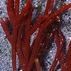 Red Bamboo Algae