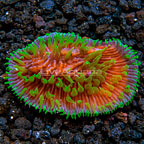 Herpolitha Tongue Coral, Purple and Green, Aquacultured Herpolitha Tongue Coral, Purple and Green, Aquacultured