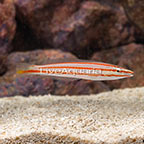 Candy Cane Wrasse