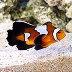 Longfin Black Ice Clownfish, Captive-Bred