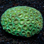 Brain Coral, Pineapple
