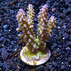 ORA® Aquacultured Pink and Green Marshall Island Acropora Coral ORA® Aquacultured Pink and Green Marshall Island Acropora Coral