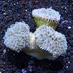 Frogspawn Coral, Thick Branched