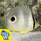 Four Eyed Butterflyfish 