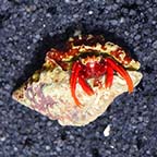 Scarlet Reef Hermit Crab (Build Your Own Kit)