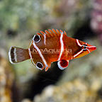 White Banded Possum Wrasse