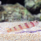 Steinitz Goby