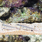 Sleeper Striped Goby